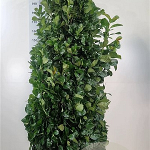 Prunus l. Etna 180-200 cm met kluit extra