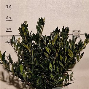 Prunus l. 'Otto Luyken' 50-60 cm met kluit