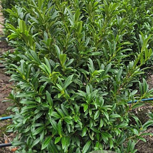Prunus l. Sofia 80-100 cm met kluit extra