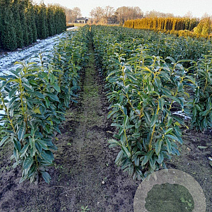 Prunus l. Genolia 160-180 cm met kluit
