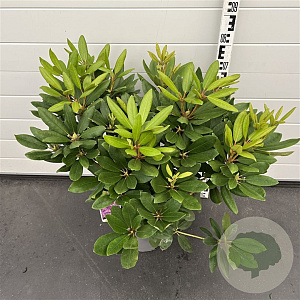 Rhododendron 'Catawb. Boursault' 50-60 cm 7,5L
