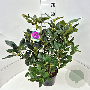 Rhododendron 'Lee's Dark Purple' 50-60 cm 7,5L