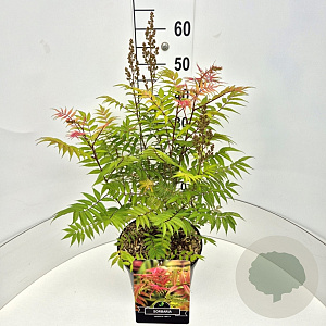 Sorbaria sorbif. 'Sem' 60-80 cm 10L