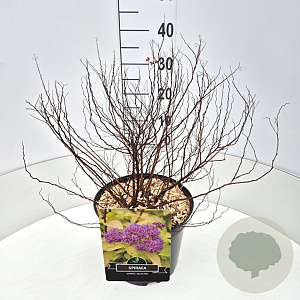 Spiraea jap. 'Goldflame' 40-50 cm 10L