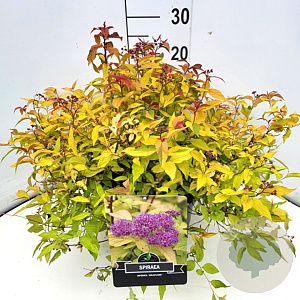 Spiraea jap. 'Goldflame' 40-50 cm 10L