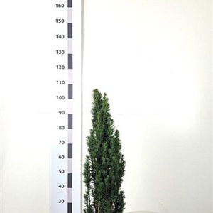 Taxus b. 'Fastigiata Robusta' 60-80 cm met kluit