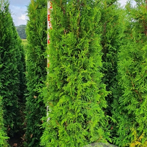 Thuja occ. 'Brabant' 175-200 cm met kluit verplant