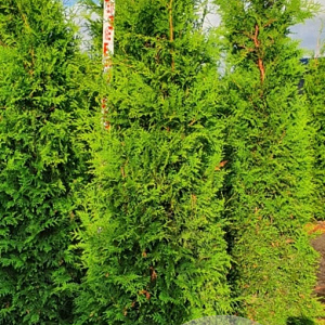 Thuja occ. 'Brabant' 175-200 cm met kluit verplant
