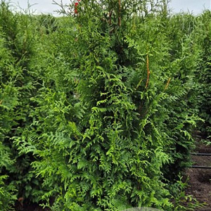 Thuja pl. 'Excelsa' 175-200 cm met kluit