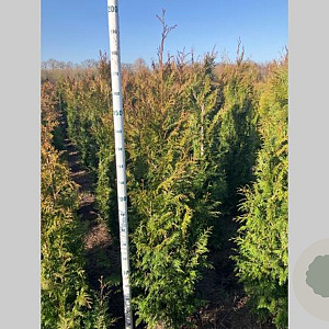 Thuja pl. 'Martin' 150-175 cm met kluit