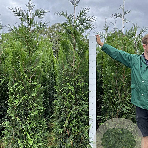 Thuja pl. 'Martin' 200-225 cm met kluit