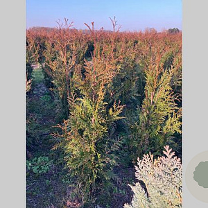 Thuja pl. 'Martin' 80-100 cm met kluit