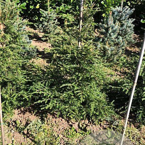 Tsuga canadensis 100-120 cm met kluit