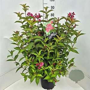 Weigela 'Bristol Ruby' 80-100 cm 10L
