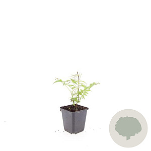 Sorbaria sorbif. 'Sem' GM P9