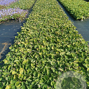 Brunnera macrophylla GM P9