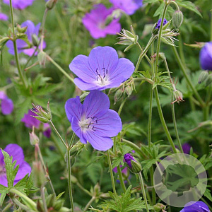 Geranium 'Brookside' GM P9