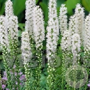 Liatris spicata 'Alba' GM P9