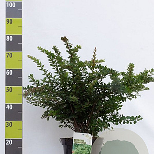 Berberis thunbergii 40-60 cm 7,5L