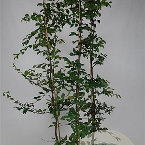 Carpinus betulus 175-200 cm 5,0L Gestokt