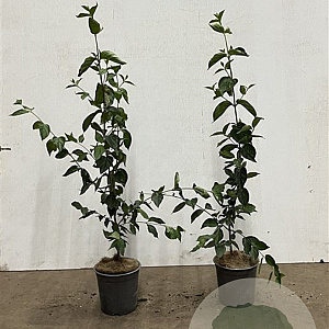 Cornus mas 60-80 cm 2,5L