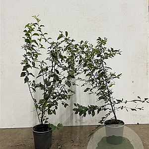 Prunus spinosa 60-80 cm 2,5L
