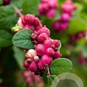 Symphoricarpos doorenbosii 'Magic Berry' 40-60 cm wortelgoed 0/1 2-3 tak