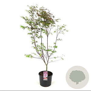 Acer pal. 'Atropurpureum' 125-150 cm 15L