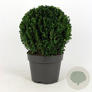 Buxus sempervirens 40 cm 10L bol