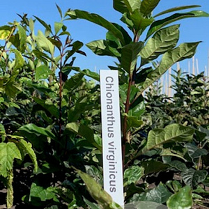 Chionanthus virginicus 60-80 cm met kluit