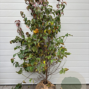 Cornus kousa chinensis 125-150 cm met kluit