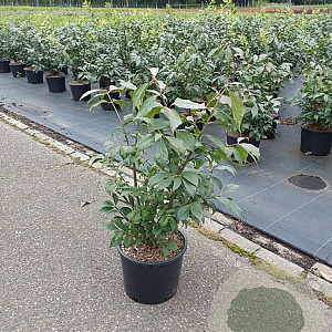 Euonymus alat. 'Compactus' 50-60 cm 7,5L