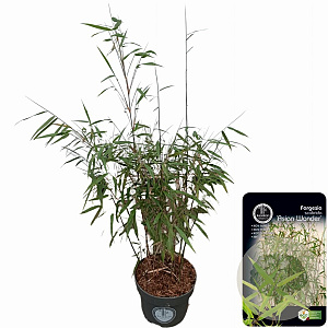 Fargesia scabrida 'Asian Wonder' 50-60 cm 5,0L