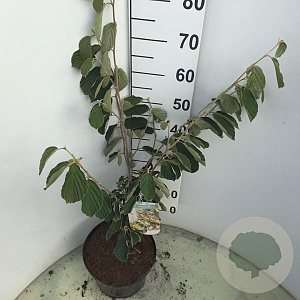 Hamamelis int. 'Arnold Promise' 60-80 cm 7,5L