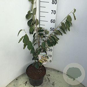 Hamamelis int. 'Arnold Promise' 60-80 cm 7,5L