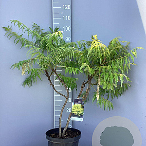 Rhus typhina Tiger Eyes 80-100 cm 10L