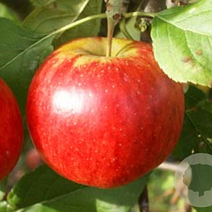 Malus domestica 'Rubinola' 16-18 HO draadkluit 3 X verplant
