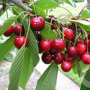 Prunus avium 'Karina' 16-18 HO draadkluit 3 X verplant