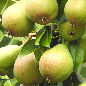 Pyrus communis 'Clara Frys' 12-14 HO draadkluit 3 X verplant