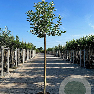 Malus d. 'Elstar' 12-14 HO 45L