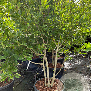 Magnolia loebneri 'Leonard Messel' 200-250 cm cont. 90L meerstammig