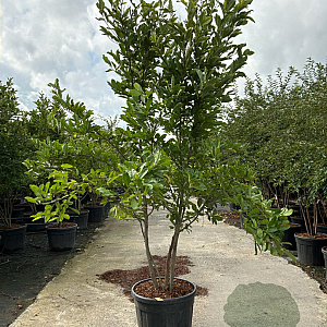 Magnolia loebneri 'Leonard Messel' 200-250 cm cont. 90L meerstammig