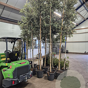 Quercus ilex 10-12 HO 35L