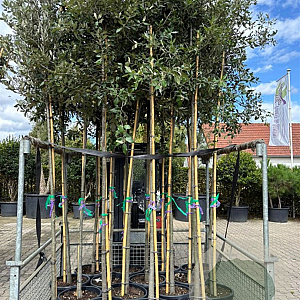 Quercus ilex 10-12 HO 35L