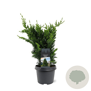 Chamaecyparis l. 'Wisselii' 30-40 cm 3,0L