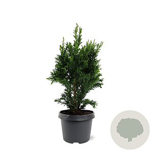 Chamaecyparis o. 'Drath' 30-40 cm 3,0L