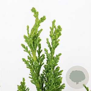 Chamaecyparis o. 'Drath' 30-40 cm 3,0L