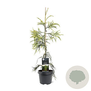 Cryptomeria j. 'Kyara Gold' 50-60 cm 3,0L