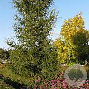 Larix kaempferi 80-100 cm 5,0L
