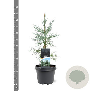 Sequoiadendron g. 'Glaucum' 25-30 cm 3,5L